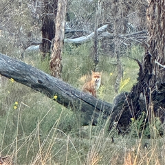 Vulpes vulpes (Red Fox) at Pialligo, ACT - 12 Nov 2025 by Hejor1