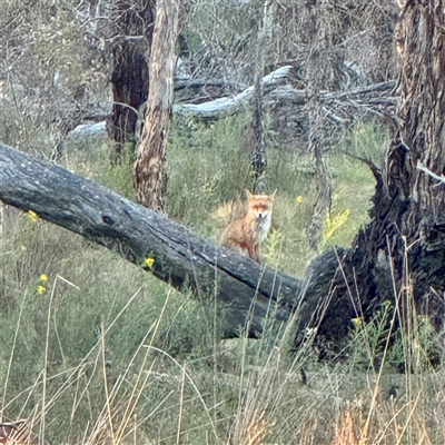 Vulpes vulpes (Red Fox) at Pialligo, ACT - 12 Nov 2025 by Hejor1