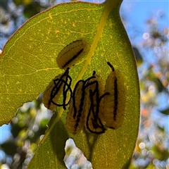 Oxyops sp. (genus) at Pialligo, ACT - 12 Nov 2025 by Hejor1