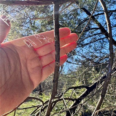 Segestriidae sp (family) (Tube Dwelling Spider) at Pialligo, ACT - 12 Nov 2025 by Hejor1