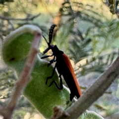 Porrostoma rhipidium at Pialligo, ACT - 12 Nov 2025 by Hejor1