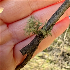 Usnea sp. (genus) at Pialligo, ACT - 12 Nov 2025 by Hejor1