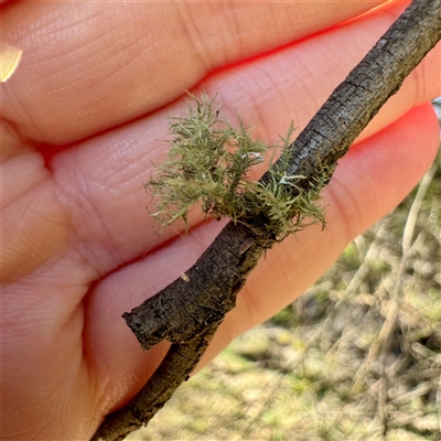 Usnea sp. (genus) at Pialligo, ACT - 12 Nov 2025 by Hejor1