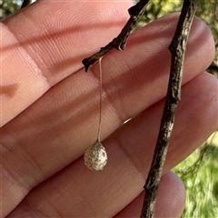 Tamopsis sp. (genus) at Pialligo, ACT - 12 Nov 2025 by Hejor1