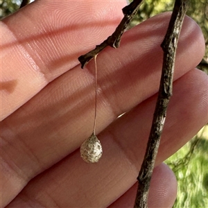 Tamopsis sp. (genus) at Pialligo, ACT - 12 Nov 2025 by Hejor1