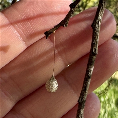 Tamopsis sp. (genus) at Pialligo, ACT - 12 Nov 2025 by Hejor1