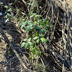 Rubus anglocandicans (Blackberry) at Pialligo, ACT - 12 Nov 2025 by Hejor1