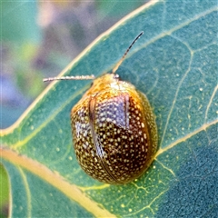 Paropsisterna cloelia (Eucalyptus variegated beetle) at Pialligo, ACT - 12 Nov 2025 by Hejor1