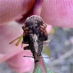 Gonipterini sp. (tribe) at Pialligo, ACT - 12 Nov 2025 by Hejor1