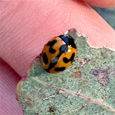 Coccinella transversalis (Transverse Ladybird) at Pialligo, ACT - 12 Nov 2025 by Hejor1