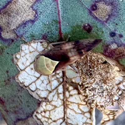 Brunotartessus fulvus at Pialligo, ACT - 12 Nov 2025 by Hejor1