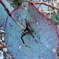 Helpis minitabunda (Threatening jumping spider) at Pialligo, ACT - 12 Nov 2025 by Hejor1