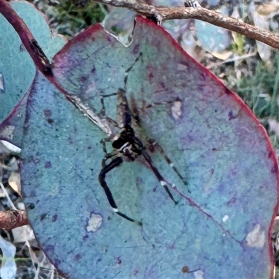 Helpis minitabunda (Threatening jumping spider) at Pialligo, ACT - 12 Nov 2025 by Hejor1