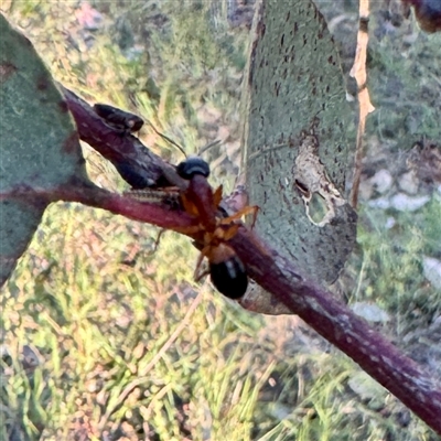 Camponotus consobrinus (Banded sugar ant) at Pialligo, ACT - 12 Nov 2025 by Hejor1