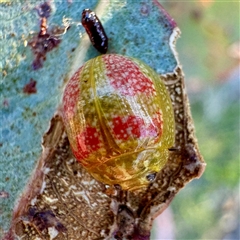Paropsisterna fastidiosa (Eucalyptus leaf beetle) at Pialligo, ACT - 12 Nov 2025 by Hejor1