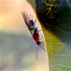 Braconidae (family) (Unidentified braconid wasp) at Pialligo, ACT - 12 Nov 2025 by Hejor1
