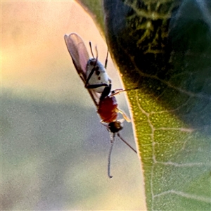 Braconidae (family) at Pialligo, ACT - 12 Nov 2025 by Hejor1