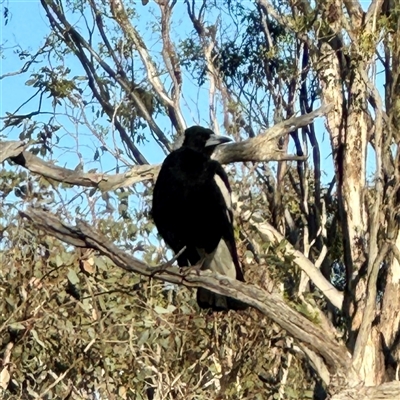 Gymnorhina tibicen at Pialligo, ACT - 12 Nov 2025 by Hejor1