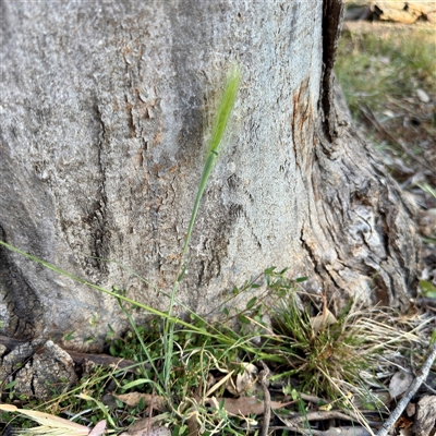 Hordeum (genus) (A Barley Grass) at Pialligo, ACT - 12 Nov 2025 by Hejor1