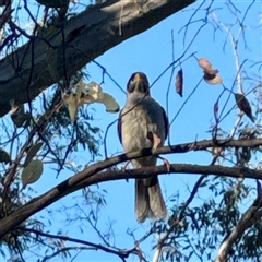 Manorina melanocephala at Pialligo, ACT - 12 Nov 2025 by Hejor1