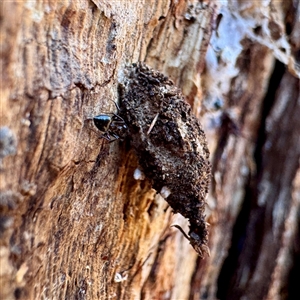 Cebysa leucotelus at Pialligo, ACT - 12 Nov 2025 by Hejor1