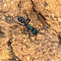 Rhytidoponera metallica (Greenhead ant) at Pialligo, ACT - 12 Nov 2025 by Hejor1