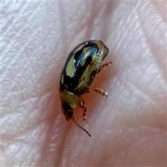 Peltoschema hamadryas (Hamadryas leaf beetle) at Pialligo, ACT - 12 Nov 2025 by Hejor1