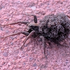 Lycosidae (family) (Wolf spider) at Gungahlin, ACT - 13 Nov 2025 by chriselidie