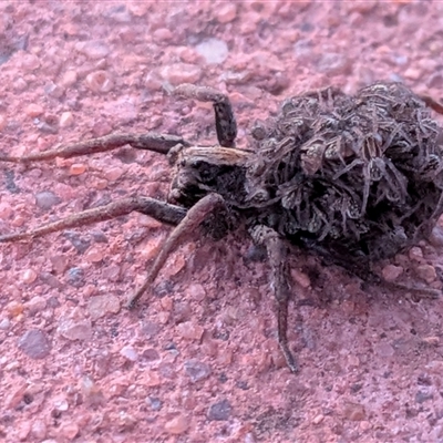 Lycosidae (family) (Wolf spider) at Gungahlin, ACT - 13 Nov 2025 by chriselidie