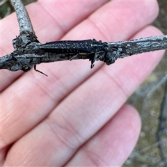 Rhinotia sp. (genus) at Pialligo, ACT - 12 Nov 2025 by Hejor1