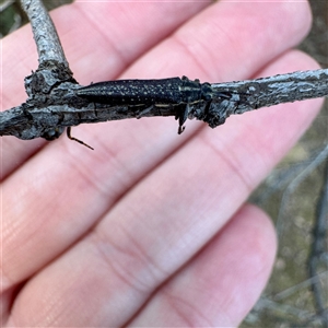 Rhinotia sp. (genus) at Pialligo, ACT - 12 Nov 2025 by Hejor1