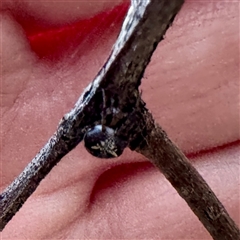 Araneus albotriangulus at Pialligo, ACT - 12 Nov 2025 by Hejor1