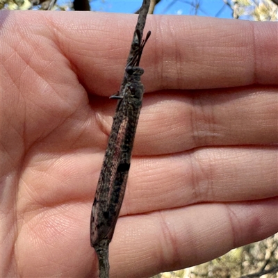 Bandidus sp. (genus) at Pialligo, ACT - 12 Nov 2025 by Hejor1