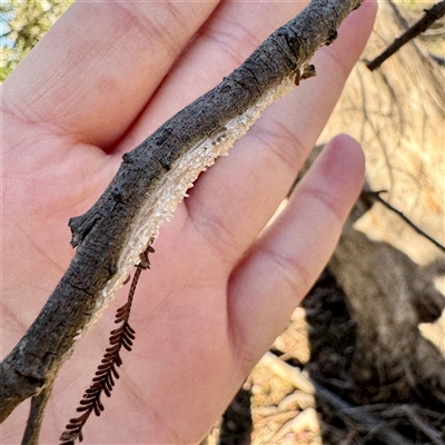 Salticidae (family) at Pialligo, ACT - 12 Nov 2025 by Hejor1