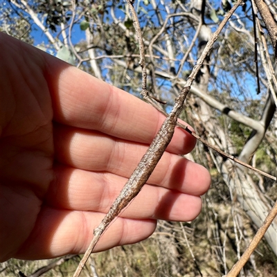 Austracantha minax (Christmas Spider, Jewel Spider) at Pialligo, ACT - 12 Nov 2025 by Hejor1