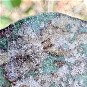 Salticidae (family) at Pialligo, ACT - 12 Nov 2025 by Hejor1