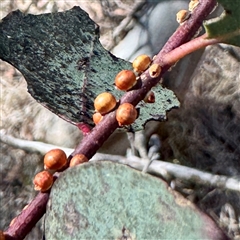 Eriococcus coriaceus at Pialligo, ACT - 12 Nov 2025 by Hejor1