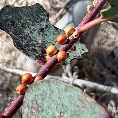 Eriococcus coriaceus at Pialligo, ACT - 12 Nov 2025 by Hejor1