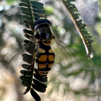Simosyrphus grandicornis at Pialligo, ACT - 12 Nov 2025 by Hejor1
