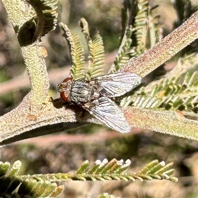 Calliphoridae (Family) at Pialligo, ACT - 12 Nov 2025 by Hejor1