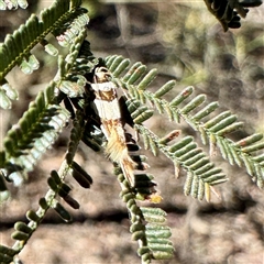 Macrobathra (genus) (A Cosmet moth (Cosmopteriginae) at Pialligo, ACT - 12 Nov 2025 by Hejor1