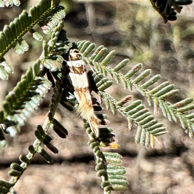 Macrobathra (genus) (A Cosmet moth (Cosmopteriginae) at Pialligo, ACT - 12 Nov 2025 by Hejor1