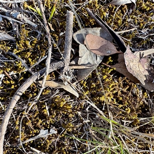 Triquetrella at Pialligo, ACT - 12 Nov 2025 by Hejor1