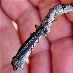 Rhinotia sp. (genus) at Pialligo, ACT - 12 Nov 2025 by Hejor1