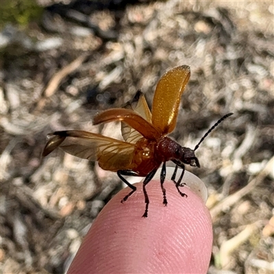 Ecnolagria grandis at Pialligo, ACT - 12 Nov 2025 by Hejor1