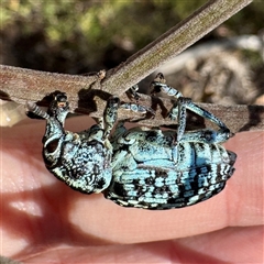 Chrysolopus spectabilis (Botany Bay Weevil) at Pialligo, ACT - 12 Nov 2025 by Hejor1