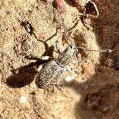 Titinia tenuis (Titinia weevil) at Pialligo, ACT - 12 Nov 2025 by Hejor1