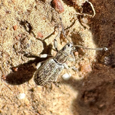 Titinia tenuis (Titinia weevil) at Pialligo, ACT - 12 Nov 2025 by Hejor1