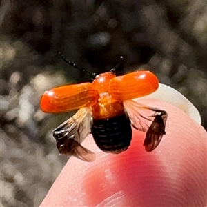 Aporocera (Aporocera) haematodes at Pialligo, ACT - 12 Nov 2025 by Hejor1