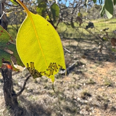 Paropsini sp. (tribe) (Unidentified paropsine leaf beetle) at Pialligo, ACT - 12 Nov 2025 by Hejor1